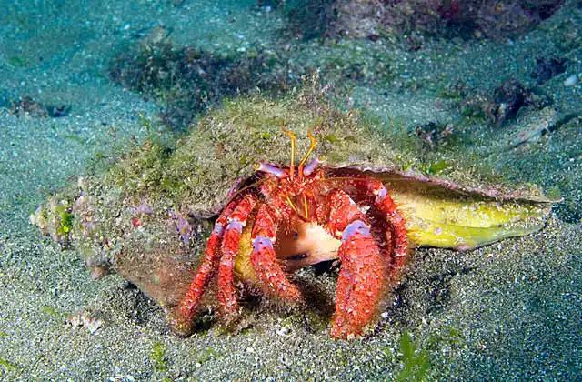 Mauve-kneed Hermit Crab (Pagurus similis) foraging across sandy sea bed.