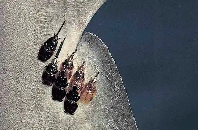 Copepod parasites on shark tail.