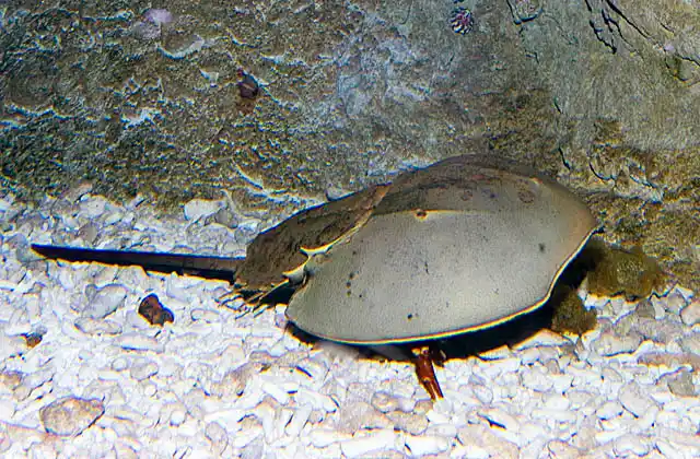 Japanese Horseshoe Crab (Tachypleus gigas)