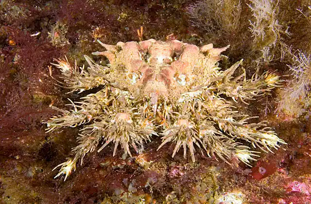 Heart Crab (Phyllolithodes papillosus)