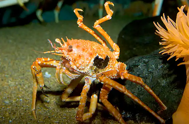 Japanese Oblong Crab (Dagnaudus petterdi)