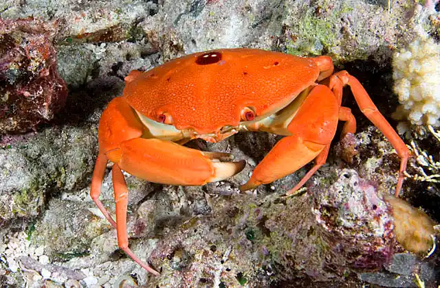 Red Reef Crab (Carpilius convexus) foraging over coral reef at night.