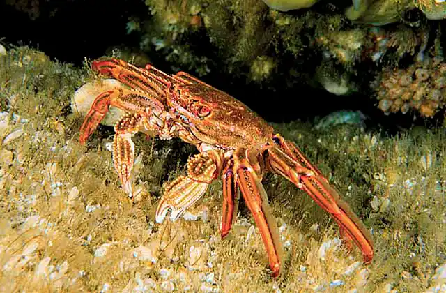 Red Bait Crab (Plagusia chabrus)