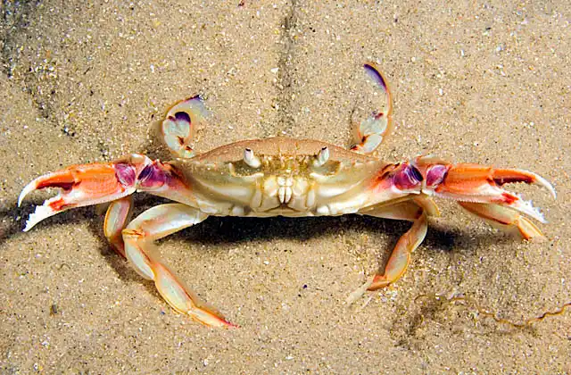 Sand Crab (Portunus tenuipes) in threat posture showing flat paddle-like read legs used to dig into sand.