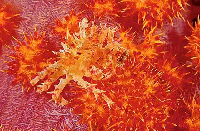 Commensal Soft Coral Crab (Hoplophrys oatesii) on Soft Coral (Dendronephthya sp.) Camouflage.