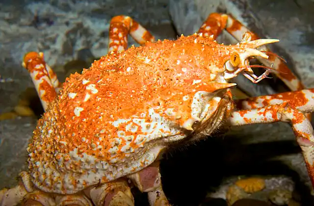 Alaska King Crab (Paralithodes camtschatica)