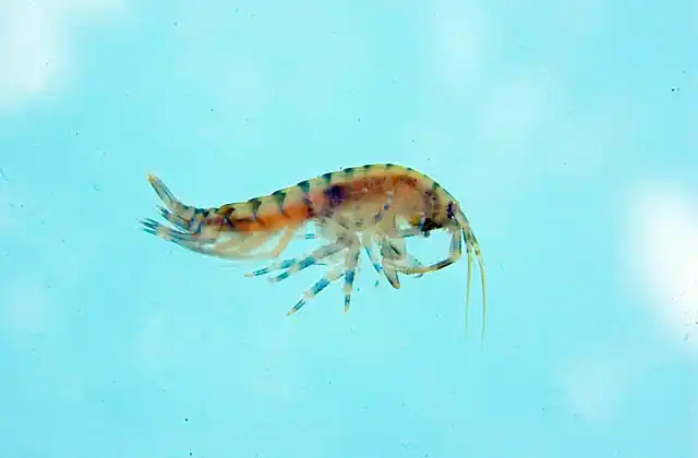 Arctic Gammarid Krill (Crophiidae sp.) An amphipod crustacean species  under Arctic sea ice which feeds on brown algae and, in turn, is food for birds, fish, seals and whales.