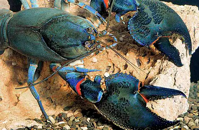 Banjo Claw Yabby or Freshwater Crayfish (Cherax sp.) Commercially farmed aquaculture species.