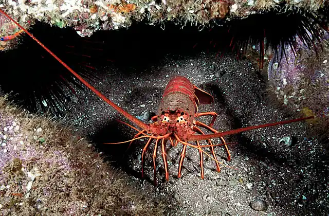 Californian Spiny Lobster (Panulirus interruptus)