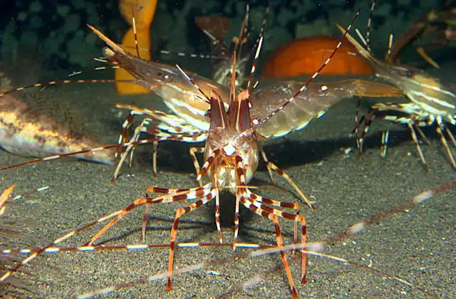 Spot Prawn (Pandalus platyceros) Commercially valuable species.