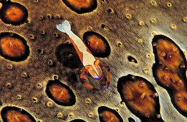 Emperor Shrimp (Periclimenes imperator) on Leopard Holothurian (Bohadschia argus)