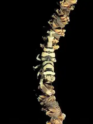 Black Coral Shrimp (Pontonides unciger) on Black Whip Coral (Cirripathes sp.)