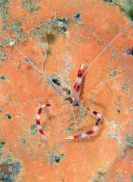 Banded Cleaner Shrimp (Stenopus hispidus) on sponge.