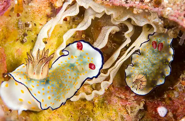 Daphne's Chromodoris (Chromodoris daphne) Pair of nudibranchs laying egg ribbon in reef niche.