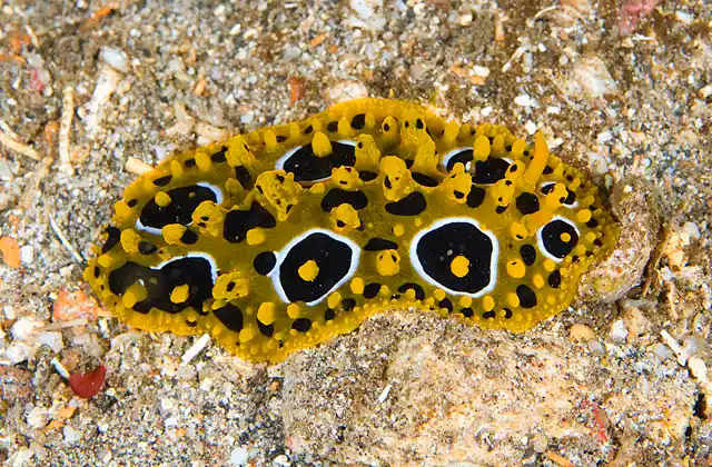 Ocellated Nudibranch (Phyllidia ocellata)