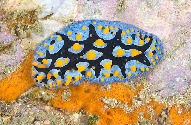Phyllid Nudibranch (Phyllidia coelestis)