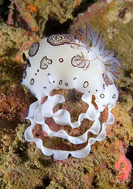 Funeral Nudibranch (Jorunna funebris) laying a spiral egg mass on reef rubble.