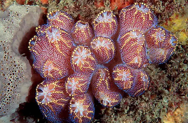 Magnificent Ascidians (Botrylloides magnicoecum)