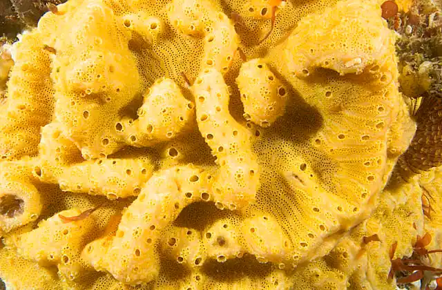 Leach's Ascidian (Botrylloides leachi) Yellow colour form.