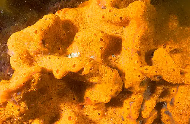 Sponge Ascidian (Didemnum spongioides)