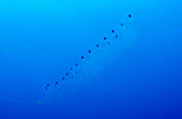 Giant Salp (Salpa maxima) Aggregate chain of pelagic salps.