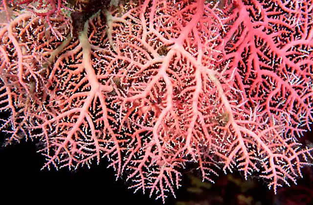 Stylaster Coral (Stylaster sp.) Precious coral that retains colour when dead. Used in jewelery trade.