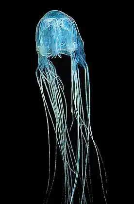 Box Sea Jelly (Chironex fleckeri) Kills within 4min. Most venomous animal on earth. Minor sting causes unbearable pain and coma.