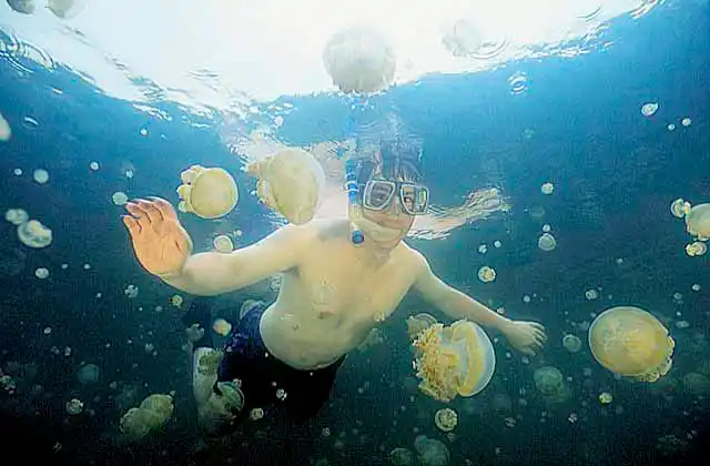 Mastigias Jellyfish (Mastigias papua) with snorkel diver in Jellyfish Lake, Palau.
