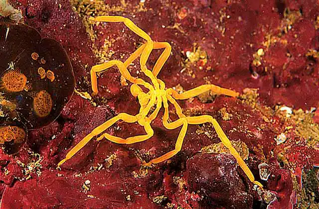 Ambiguous Sea Spider (Pseudopallene ambigua) All digestive and reproductive organs are found on the legs.