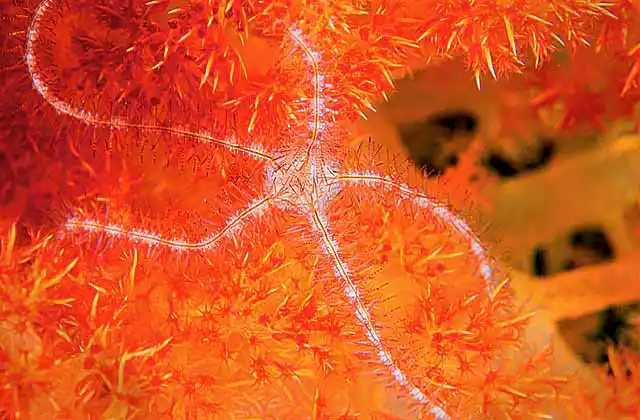 Brittle Star (Ophiothrix purpurea) on Soft Coral (Dendronephthya sp.)
