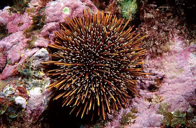 Sea Urchin (Evechinus chloroticus) Commercial species with edible roe.