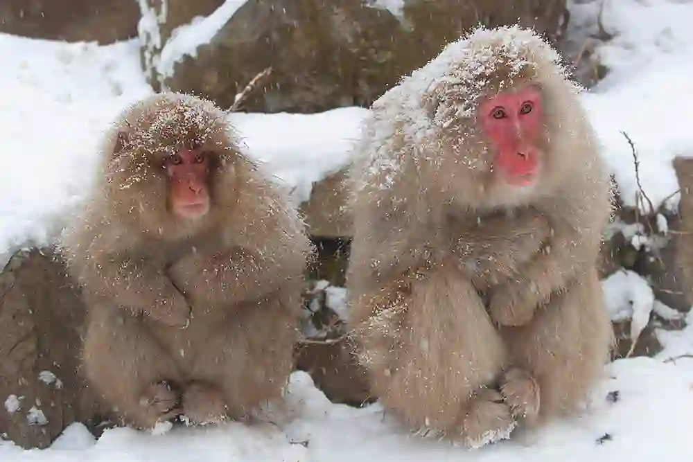 Japanese Macaque (Macaca fuscata) male and female conserving body heat.