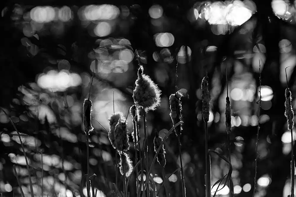 Cattail (Typha latifolia)