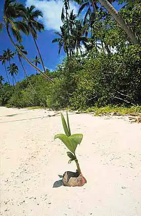 Sprouting coconut on tropical island beach.