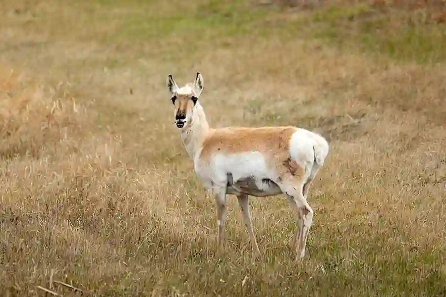 Pronghorn (Antilocapra americana) female.