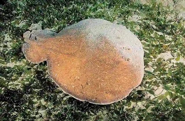 Numbfish or Coffin Ray (Hypnos monopterygium) Capable of delivering strong electric shock.