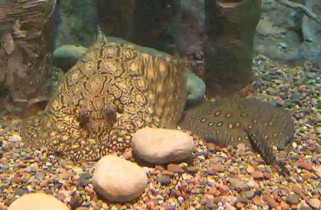 Largespot River Stingray (Potamotrygon falkneri) and Ocellate river stingray (Potamotrygon motoro) foraging among gravel.
