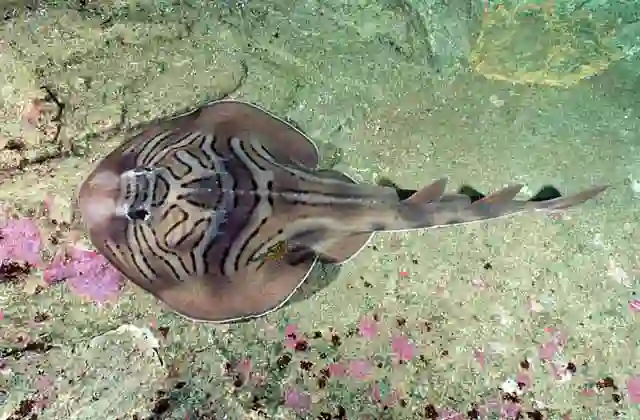 Eastern Fiddler Ray (Trygonorrhina fasciata)