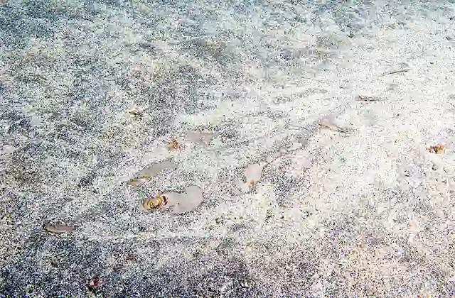 Yellow Guitarfish (Rhinobatos schlegelii) buried in sand.