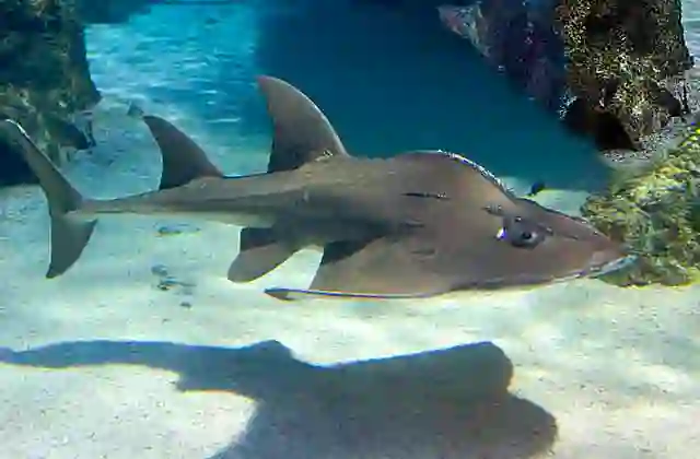 Shark Ray (Rhina ancylostoma), or Bowmouth Guitarfish