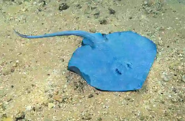 Blue Skate (Notoraja azurea) Female. Deepwater species.