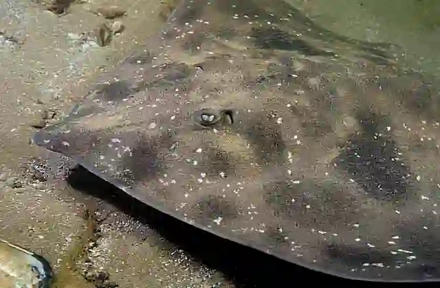 Melbourne Skate (Spiniraja whitleyi) Largest Australian skate growing to 50kg and 1.7 meters long.
