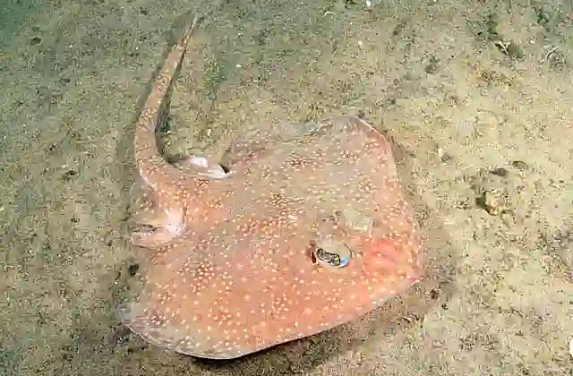 Peacock Skate (Pavoraja nitida) foraging over sandy sea bed.