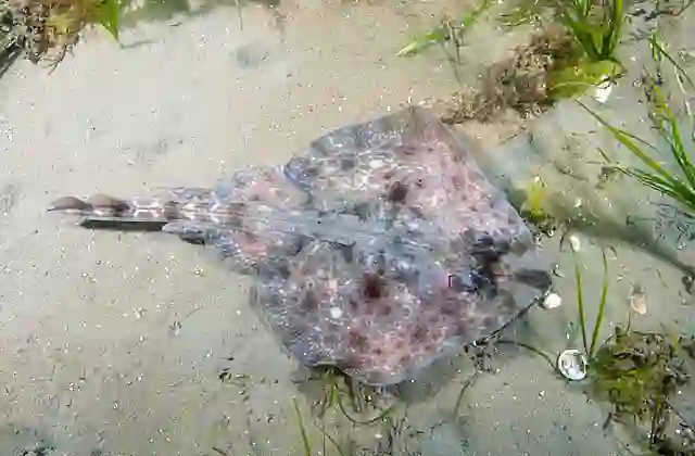 Thornback Skate (Dentiraja lemprieri) showing dark false eye spots or ocelli on the back to intimidate predators approaching from above.