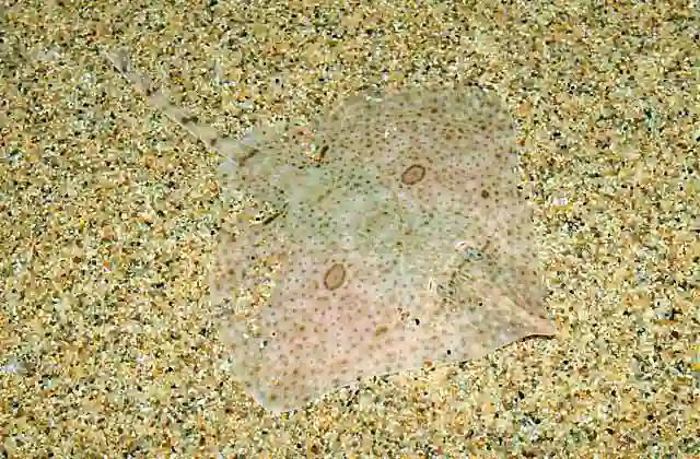 Big Skate (Beringraja binoculata) juvenile showing distinctive ocellus or eye spots on wings.