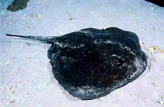 Common Stingaree (Trygonoptera testacea) Barbed spine inflicts painful sting.