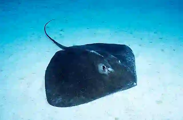 Estuary Stingray (Hemitrygon fluviorum)