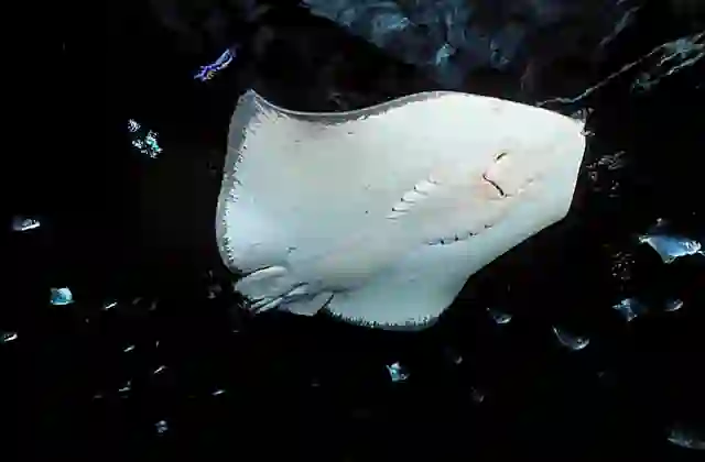 Black Stingray (Dasyatis thetidis)