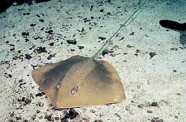 Black-spotted Whipray (Maculabatis toshi) Juvenile colour form.