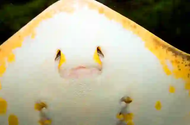 Red Stingray (Dasyatis akejei) Detail of mouth and gills.
